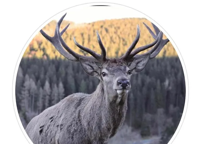 Apartment Schöne Aussicht Sauerland By Kölbel Familienurlaub Mit Hund *